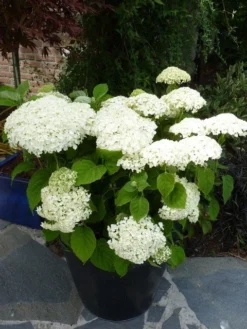 Hortensia (Hydrangea 'Strong Annabelle') -Goedkope DirectPlant winkel hydrangea incrediball c3 hr