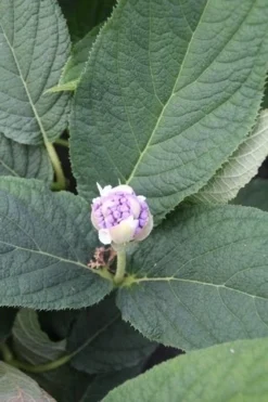 Hortensia (Hydrangea Involucrata) -Goedkope DirectPlant winkel hydrangea involucrata 5