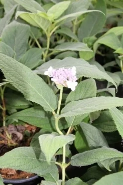 Hortensia (Hydrangea Involucrata) -Goedkope DirectPlant winkel hydrangea involucrata 2
