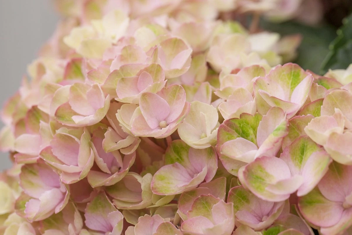Hortensia (Hydrangea Magical Revolution Pink) 1 Hortensia (Hydrangea Magical Revolution Pink)