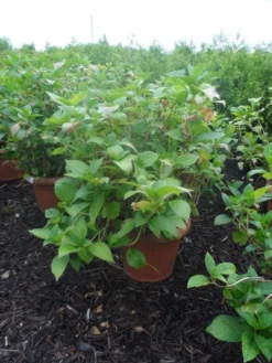 Hortensia (Hydrangea Macrophylla 'Soeur Therese') -Goedkope DirectPlant winkel hydrangea macrophylla soeur therese c50