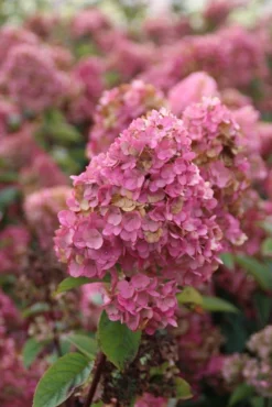 Pluimhortensia (Hydrangea Paniculata 'Sundae Fraise') -Goedkope DirectPlant winkel hydrangea pan sundae fraise 2 2.5 frank elst