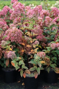 Pluimhortensia (Hydrangea Paniculata 'Sundae Fraise') -Goedkope DirectPlant winkel hydrangea pan sundae fraise 3 2.5 frank elst