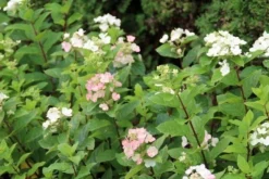 Pluimhortensia (Hydrangea Paniculata 'Dart's Little Dot') -Goedkope DirectPlant winkel hydrangea paniculata darts little dot 3