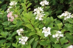 Pluimhortensia (Hydrangea Paniculata 'Dart's Little Dot') -Goedkope DirectPlant winkel hydrangea paniculata darts little dot 4