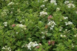 Pluimhortensia (Hydrangea Paniculata 'Dart's Little Dot') -Goedkope DirectPlant winkel hydrangea paniculata darts little dot 7