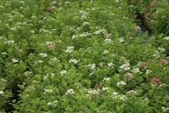 Pluimhortensia (Hydrangea Paniculata 'Dart's Little Dot') -Goedkope DirectPlant winkel hydrangea paniculata darts little dot 9