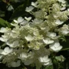 Pluimhortensia (Hydrangea Paniculata 'Dharuma')
