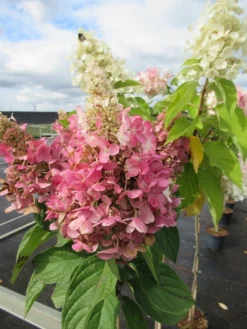 Pluimhortensia Op Stam (Hydrangea Paniculata 'Pinky Winky') -Goedkope DirectPlant winkel hydrangea paniculata pinky winky 2 1 1