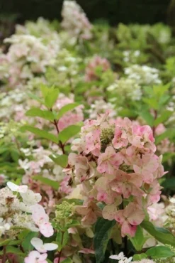 Pluimhortensia (Hydrangea Paniculata 'Unique') -Goedkope DirectPlant winkel hydrangea paniculata unique 1