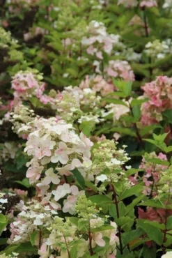 Pluimhortensia (Hydrangea Paniculata 'Unique') -Goedkope DirectPlant winkel hydrangea paniculata unique 3