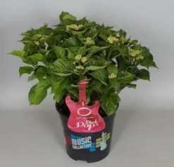 Hortensia Pink Pop (Hydrangea 'Music Collection') -Goedkope DirectPlant winkel hydrangea pink pop c5 3