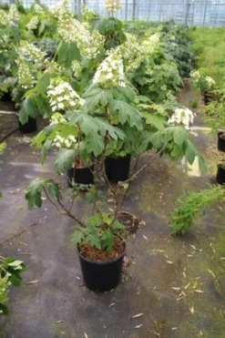 Eikenbladhortensia (Hydrangea Quercifolia) -Goedkope DirectPlant winkel hydrangea quercifolia