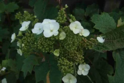 Eikenbladhortensia (Hydrangea Quercifolia) -Goedkope DirectPlant winkel hydrangea quercifolia 1