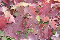 Eikenbladhortensia (Hydrangea Quercifolia) -Goedkope DirectPlant winkel hydrangea quercifolia 1