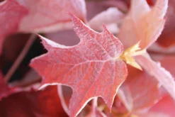 Eikenbladhortensia (Hydrangea Quercifolia) -Goedkope DirectPlant winkel hydrangea quercifolia 2