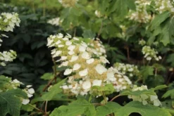 Eikenbladhortensia (Hydrangea Quercifolia) -Goedkope DirectPlant winkel hydrangea quercifolia 2 1