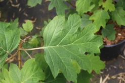 Eikenbladhortensia (Hydrangea Quercifolia) -Goedkope DirectPlant winkel hydrangea quercifolia 4