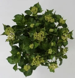Hortensia Red Reggae (Hydrangea 'Music Collection') -Goedkope DirectPlant winkel hydrangea red reggae c5 4