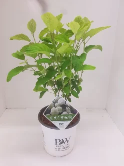 Hortensia (Hydrangea 'Strong Annabelle') -Goedkope DirectPlant winkel hydrangea strong annabel