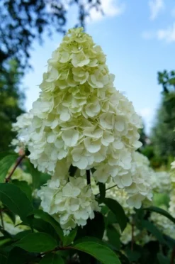 Pluimhortensia (Hydrangea Paniculata 'Sundae Fraise') -Goedkope DirectPlant winkel hydrangea sundae fraise 01
