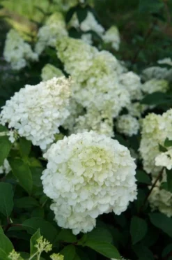 Pluimhortensia (Hydrangea Paniculata 'Sundae Fraise') -Goedkope DirectPlant winkel hydrangea sundae fraise 03