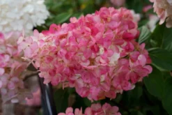 Pluimhortensia (Hydrangea Paniculata 'Sundae Fraise') -Goedkope DirectPlant winkel hydrangea sundae fraise 03 middel