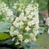 Eikenbladhortensia (Hydrangea Quercifolia)