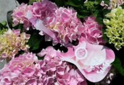 Hortensia Soft Pink Salsa (Hydrangea 'Music Collection') 9 Hortensia Soft Pink Salsa (Hydrangea 'Music Collection') -Goedkope DirectPlant winkel hydrangeasoftpinksalsa01 1