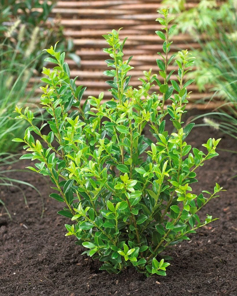 Japanse Hulst (Ilex Maximowicziana 'Kanehirae') 1 Japanse Hulst (Ilex Maximowicziana 'Kanehirae')