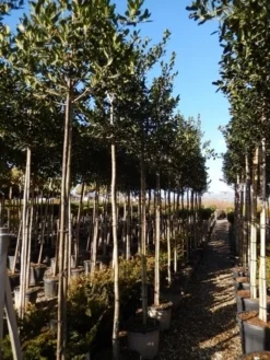 Hulst Als Boom (Ilex 'Nellie R. Stevens') -Goedkope DirectPlant winkel ilex a. nellie r. stevens 8 10