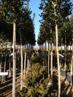 Hulst Als Boom (Ilex 'Nellie R. Stevens') -Goedkope DirectPlant winkel ilex a. nellie r. stevens 8 10 2
