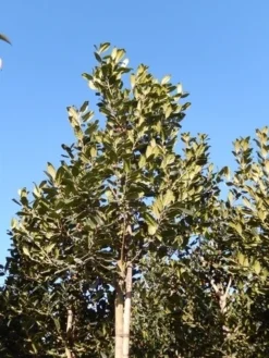 Hulst Als Boom (Ilex 'Nellie R. Stevens') -Goedkope DirectPlant winkel ilex a. nellie r. stevens 8 10 3 1