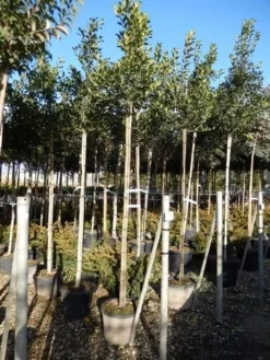 Hulst Als Boom (Ilex 'Nellie R. Stevens') -Goedkope DirectPlant winkel ilex a. nellie r. stevens 8 10 4 1