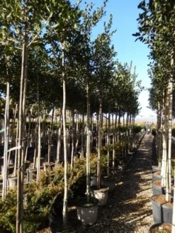 Hulst Als Boom (Ilex 'Nellie R. Stevens') -Goedkope DirectPlant winkel ilex a. nellie r. stevens 8 10 5 1