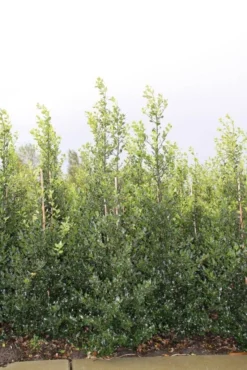 Hulst (Ilex Aquifolium 'Alaska') -Goedkope DirectPlant winkel ilex a alaska 150 175