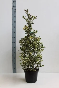 Hulst (Ilex Aquifolium 'Argentea Marginata') -Goedkope DirectPlant winkel ilex a argentea marginata 60 80 co. 5l kopie kopie 1