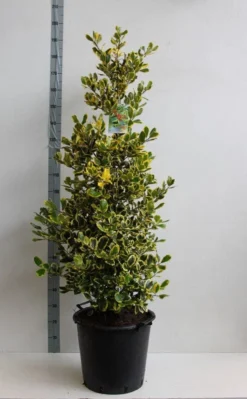 Hulst (Ilex Altaclerensis 'Golden King') -Goedkope DirectPlant winkel ilex a golden king 125 150 cm 30l kopie kopie 1 2