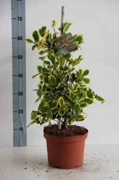 Hulst (Ilex Altaclerensis 'Golden King') -Goedkope DirectPlant winkel ilex al. golden king 50 60 cm c5 kopie 1