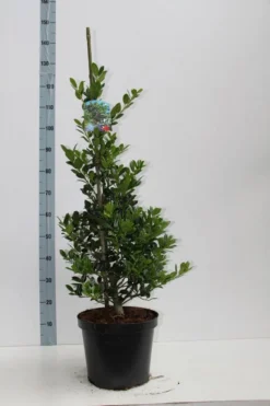 Hulst (Ilex Aquifolium J.C. Van Tol) -Goedkope DirectPlant winkel ilex aq jc van tol 60 80 c7.5l v kopie 2 kopie 2