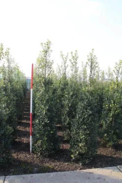 Hulst (Ilex Aquifolium 'Alaska') -Goedkope DirectPlant winkel ilex aquif. alaska 175 200 h