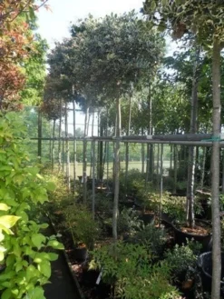 Hulst (Ilex Aquifolium 'Argentea Marginata') -Goedkope DirectPlant winkel ilex aquifolium argenteomarginatum 10 12ho 1