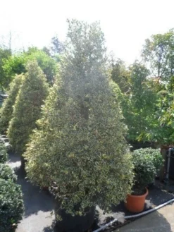 Hulst (Ilex Aquifolium 'Argentea Marginata') -Goedkope DirectPlant winkel ilex aquifolium argenteomarginatum kegel 175 200 225