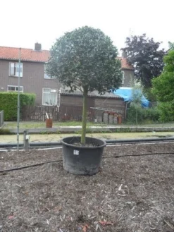 Hulst Op Stam (Ilex Aquifolium) -Goedkope DirectPlant winkel ilex aquifolium halfstam 30 35