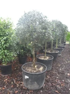 Hulst Op Stam (Ilex Aquifolium) -Goedkope DirectPlant winkel ilex aquifolium halfstam c130 150