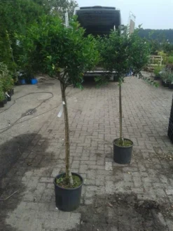 Hulst Op Stam (Ilex Aquifolium) -Goedkope DirectPlant winkel ilex aquifolium op stam 2