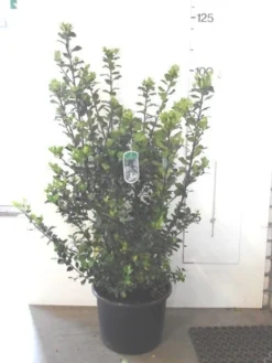 Blauwe Hulst (Ilex Meserveae 'Blue Prince') -Goedkope DirectPlant winkel ilex blue prince c20 2