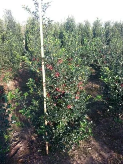 Blauwe Hulst (Ilex Meserveae 'Blue Princess') -Goedkope DirectPlant winkel ilex blue princess 125 150 cm drkl 2