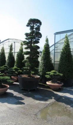Japanse Hulst Als Bonsai (Ilex Crenata) -Goedkope DirectPlant winkel ilex bonsai