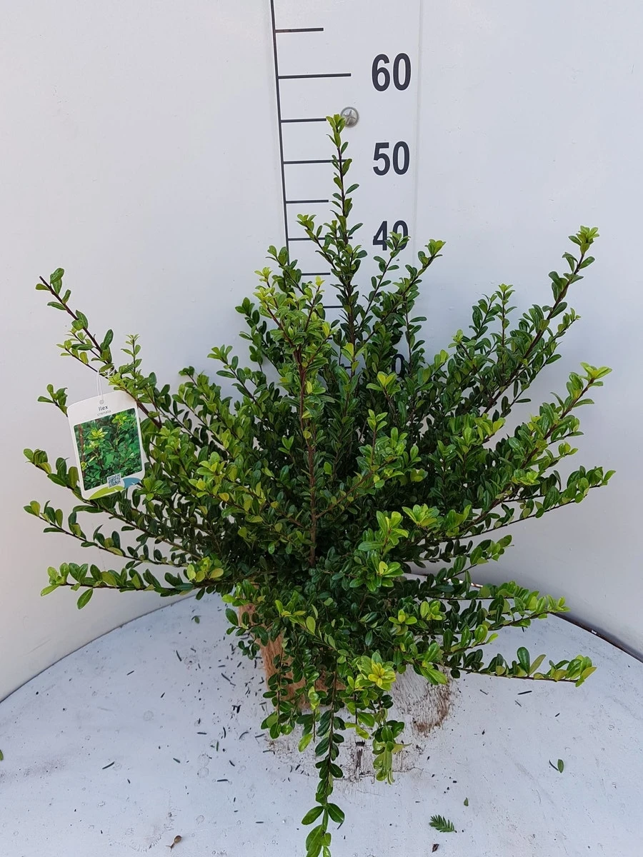 Japanse Hulst (Ilex Crenata 'Glory Gem') 1 Japanse Hulst (Ilex Crenata 'Glory Gem')